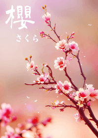 일본의 매우 아름다운 벚꽃(부드러운 핑크)