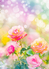 Beautiful rose flower(R2708)