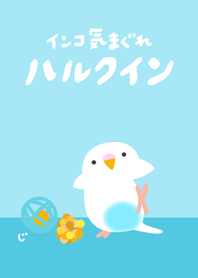 Budgie Recessive Pied SkyBlue Renewal