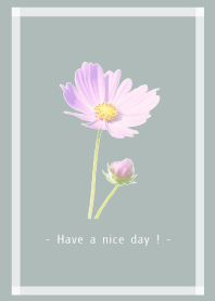 Pink Cosmos Theme -31-