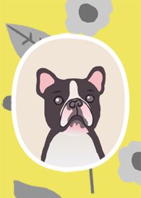 yellow mellow dog