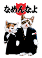 なめ猫 - LINE 着せかえ | LINE STORE