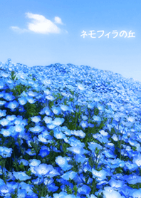 ネモフィラの丘