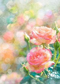 Beautiful rose flower(R2956)