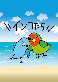 インコたち 夏