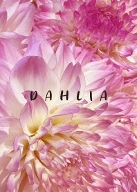 DAHLIA -Pink Flower-