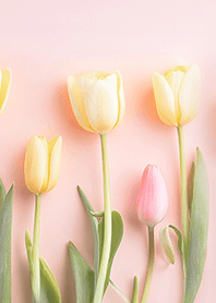 Yellow&Pink tulips