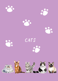 Fluffy cat on light purple