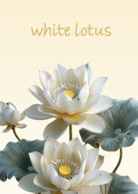 Elegant White Lotus-2
