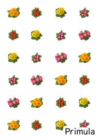 A lot of primula (Japanese ver)