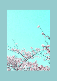 CHERRY BLOSSOMS & BLUE SKYj-DUSTY MINT