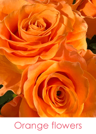 Orange flowers - hisatoto 39