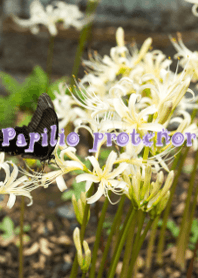 Papilio protenor ver.2