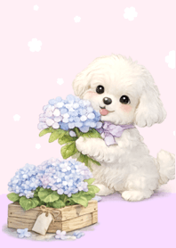 The white dog and the hydrangeas