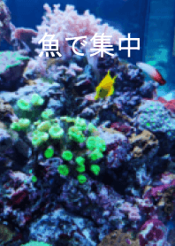 魚で集中モード