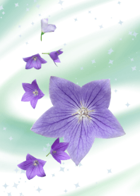 Chinese bellflower~桔梗~