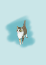 港都貓貓