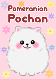 cute white Pomeranian