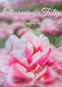 Charming Tulip