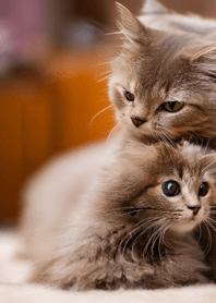 にゃんこ大暴走#MGGbA211。