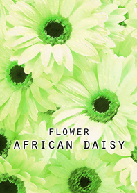 FLOWER AFRICAN DAISY[light green]