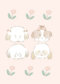 Cute shihtzu Theme