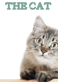 The cat (simple)
