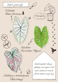 INDOOR PLANT観葉植物- caladium
