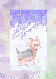 Yorkshire terrier-wisteria-