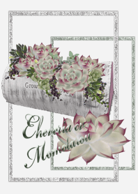 Echeveria cv Momotarou