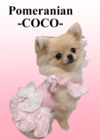Pomeranian -COCO-