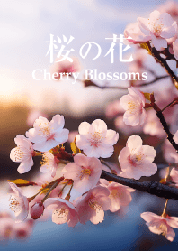 Cherry Blossoms vol.6