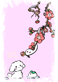 My Maltese dog named Kuun-chan 01