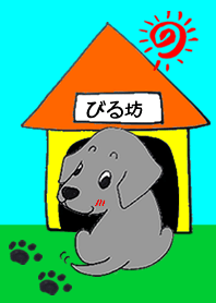 ラブラドールレトリバー・びる坊