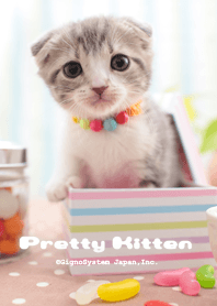 Pretty Kitten