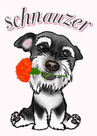 Schnauzer and friends