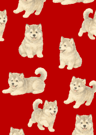 Alaskan Malamute puppy2 r & b