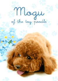 Mogu of the toy poodle / real ver.