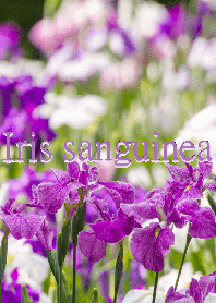 Iris sanguinea ver.2