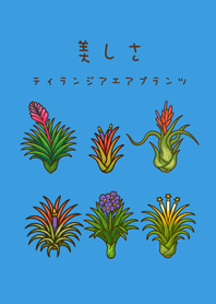 我養的空氣鳳梨開花期(晴天藍色)