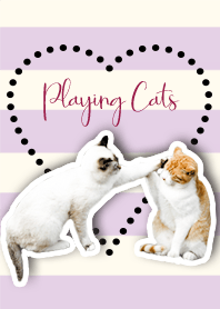 Playing cats