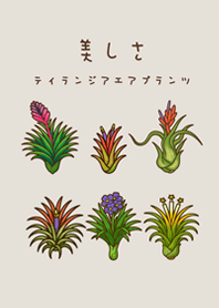 我養的空氣鳳梨開花期(霧灰咖啡色)