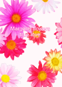 Margaret flower photo theme