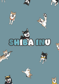 shibainu3 - tael blue