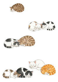 Cat sleeping all day8