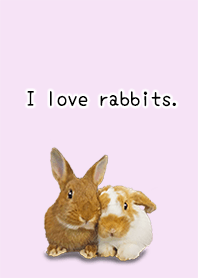 Rabbit, Netherland dwarf dressing change