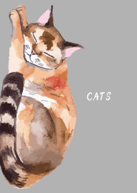 Sleeping Cat on white