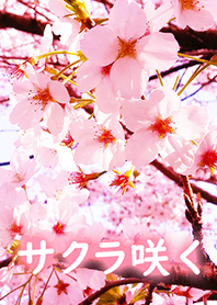 .-*sakura sakura*-.