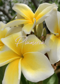 Plumeria..10