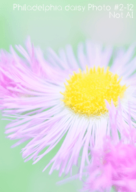 Philadelphia daisy Photo#2-12Not AI